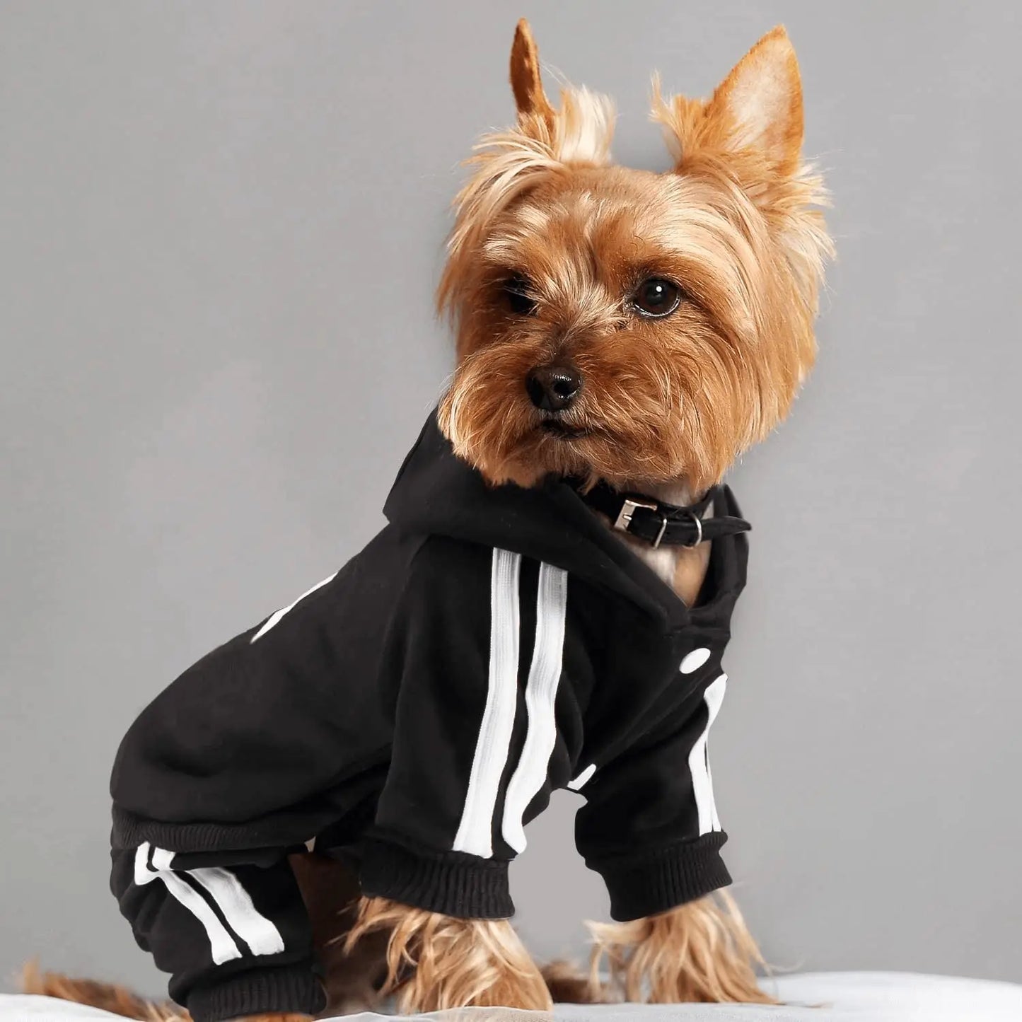 Athletic Sports Jumpsuit - Designer Activewear for Small Dogs
